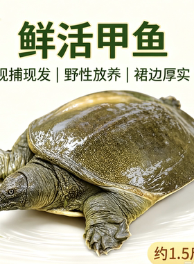 【包活送到】野外放养新鲜活青黄背公大甲鱼活体食用中华鳖水鱼