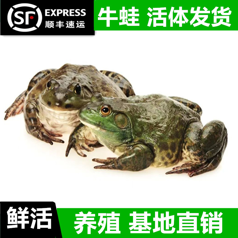 牛蛙鲜活批发特大新鲜田鸡蛙肉蛤牛蛙/蛙类制品