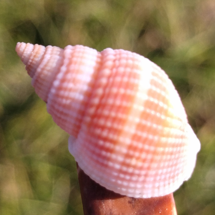 天然海螺贝壳红米螺卷小豆丁贝鱼寄居蟹换壳专用鱼缸造景装饰摆件