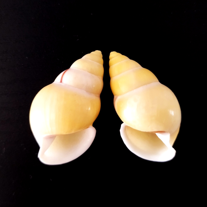 天然海螺贝壳左右旋蜗牛螺稀有标本收藏螺鱼缸造景家居装饰摆件