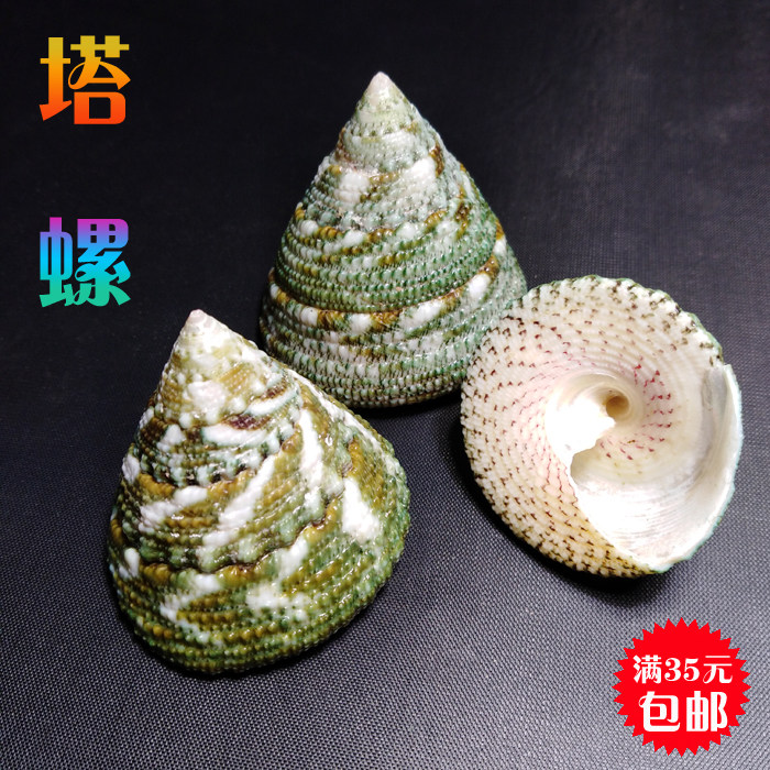 天然海螺贝壳鱼缸装饰造景摆件图片