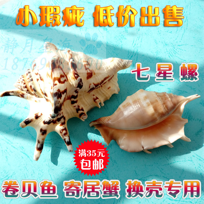 天然海螺贝壳七星螺鱼缸水族箱创意造景多肉花盆家居地台装饰摆件
