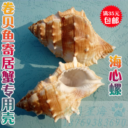 天然海螺贝壳海心螺卷贝鱼寄居蟹换壳专用鱼缸造景水族装饰品摆件