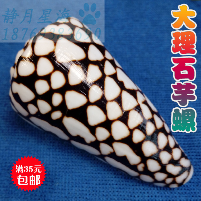 天然海螺贝壳鱼缸装饰造景摆件