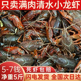 江苏盱眙小龙虾鲜活水产5斤567钱清水活虾稻田淡水小龙虾顺丰发货
