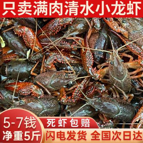 江苏盱眙小龙虾鲜活水产5斤567钱清水活虾稻田淡水小龙虾顺丰发货