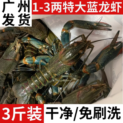 澳洲蓝龙虾鲜活1-3两特大3斤装