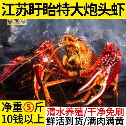 江苏盱眙小龙虾鲜活水产5斤10钱1两以上炮头稻田淡水虾顺丰包邮