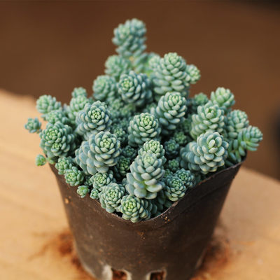 有机盆栽营养土天然腐殖土养花种花土种菜种植土多肉泥土花通用型 大理市花恋肥盆土经营部 淘优券