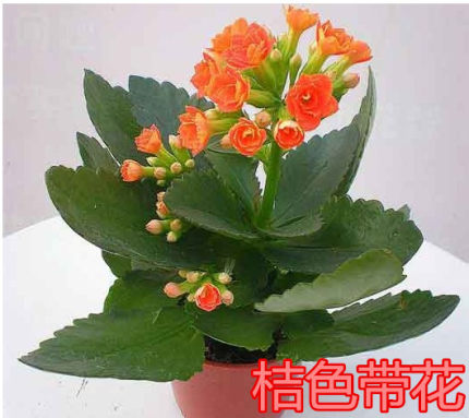 长寿花盆栽绿植植物办公室桌面花卉绿植防辐射净化空气室内植物