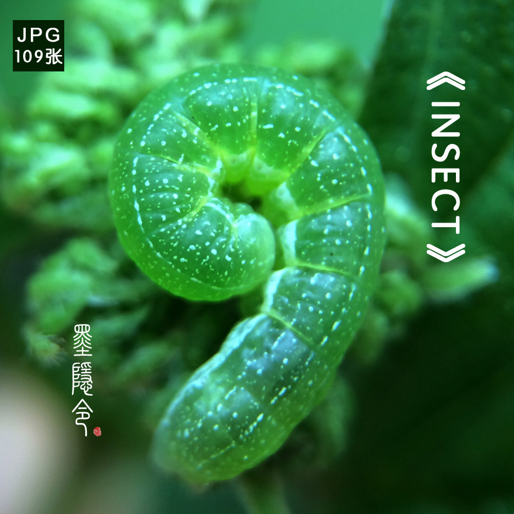 p28昆虫幼虫毛毛虫艺术摄影照片装饰海报打印喷绘图片设计素材