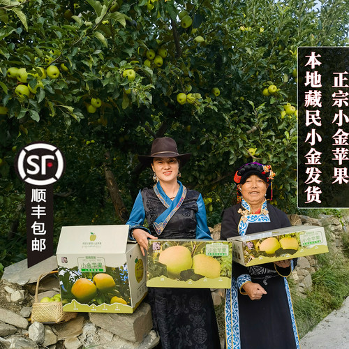 四川小金苹果阿坝州正宗小金苹果四川阿坝州新鲜青苹果孕妇水果