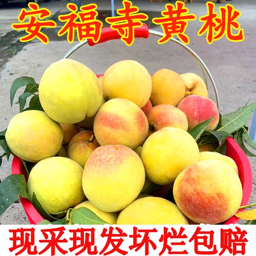 锦绣鲜黄桃现摘当季桃子新鲜水果