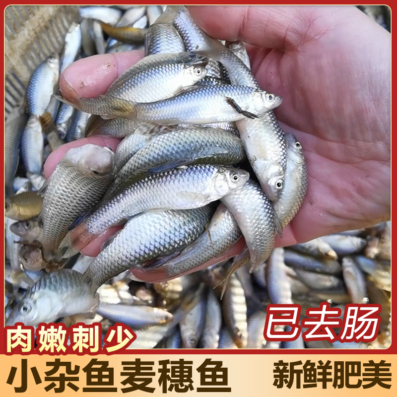 淡水冷冻食用鲜活麦穗鱼麻嫩子鱼罗汉新鲜小河鱼小杂鱼已去内脏-封面