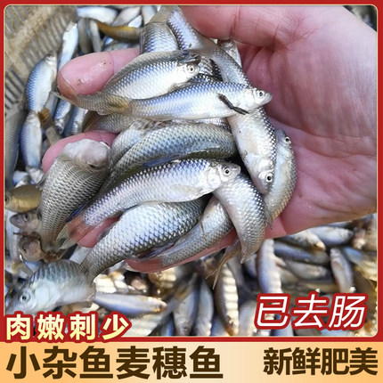【冷链加冰发货】淡水新鲜麦穗鱼麻嫩子鱼罗汉新鲜小河鱼小杂鱼
