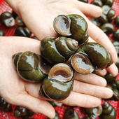 超大田螺野生清水鲜活新鲜大田螺活体麻辣螺蛳包活 冷链加冰发