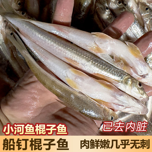 溪流新鲜棍子鱼船钉子鱼