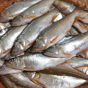 溪流精品野捕小河鱼淡水马口鱼桃花鱼原生态活鱼现新鲜捕捞杀