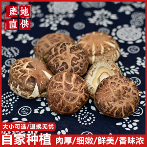 产地直发香味浓郁茶花菇
