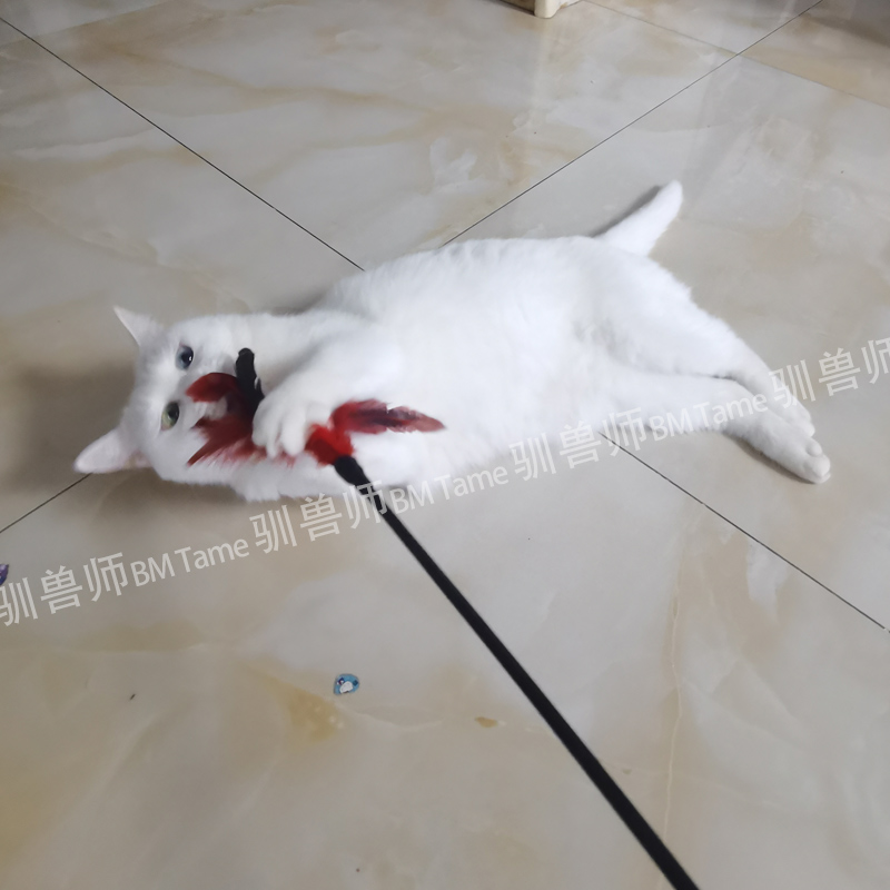 【BM Tame 驯兽师】 流苏羽毛拍打猫咪屁股 逗趣挠痒痒