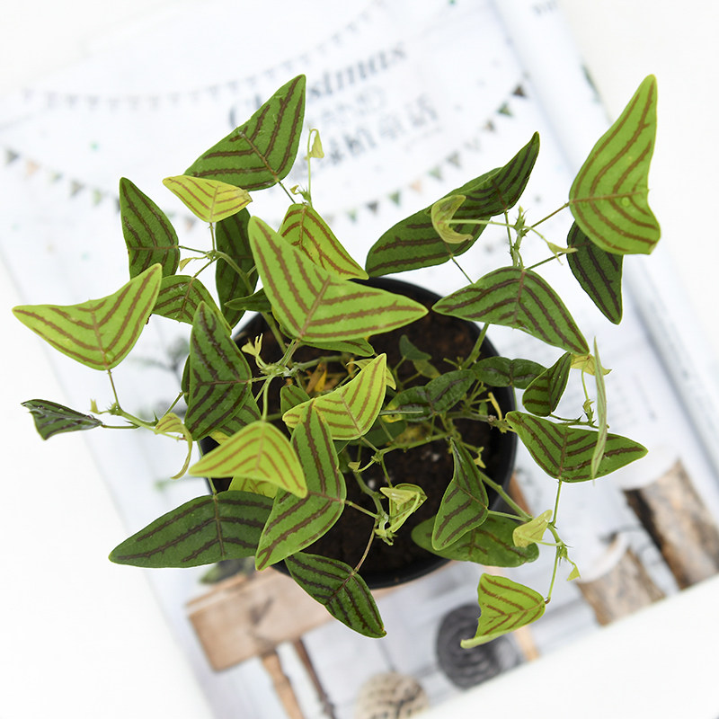 飞机草 斑叶蝙蝠草 christia vespertilionis 室内绿植盆栽