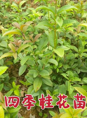 花坛绿篱四季桂树苗 花开不断篱笆 桂花苗庭院别墅绿化四季常青苗