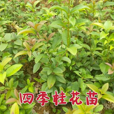 四季桂花庭院树苗花坛庭院绿化带