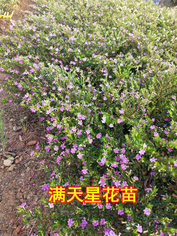 满天星四季开花耐热庭院别墅花苗