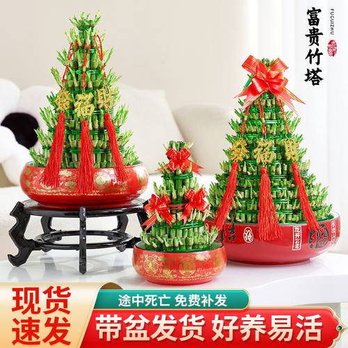 节节高富贵竹水培转运发财竹