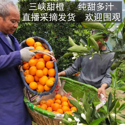 秭归脐橙纯甜多汁现摘伦晚春橙