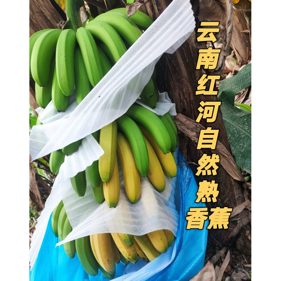 云南威尼斯香蕉自然熟香蕉现摘现发无药水产地直发云南banana包邮