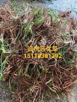 优质黄花菜种苗种植苗*食用金针菜根苗四季可种易种根粗高产包活