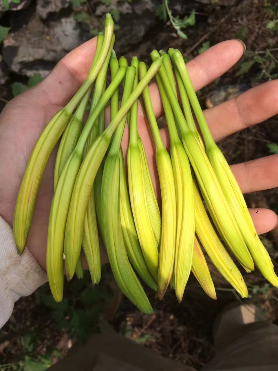 黄花菜种苗食用野生黄花菜苗根金针菜苗根阳台蔬菜种苗四季种植