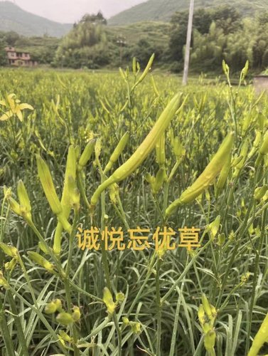 正宗黄花菜种植苗食用黄花菜种苗多年生金针菜苗根忘优草苗根现挖