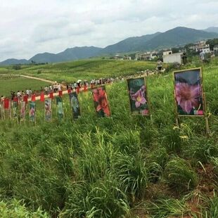 湖南祁东食用黄花菜种苗金针菜忘忧草大苗根庭院花卉坡道绿化盆栽