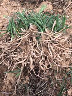 新鲜黄花菜苗黄花菜根苗祁东食用黄花菜种苗黄花菜根金针菜之乡