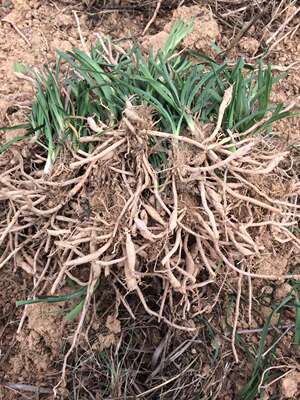 新鲜黄花菜苗黄花菜根苗祁东食用黄花菜种苗黄花菜根金针菜之乡