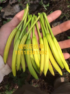 祁东食用黄花菜种苗黄花菜根金针菜特产之乡