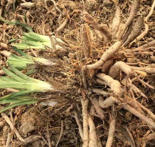 诚悦优质黄花菜种苗种植苗食用金针菜根苗四季可种易种根粗高产包