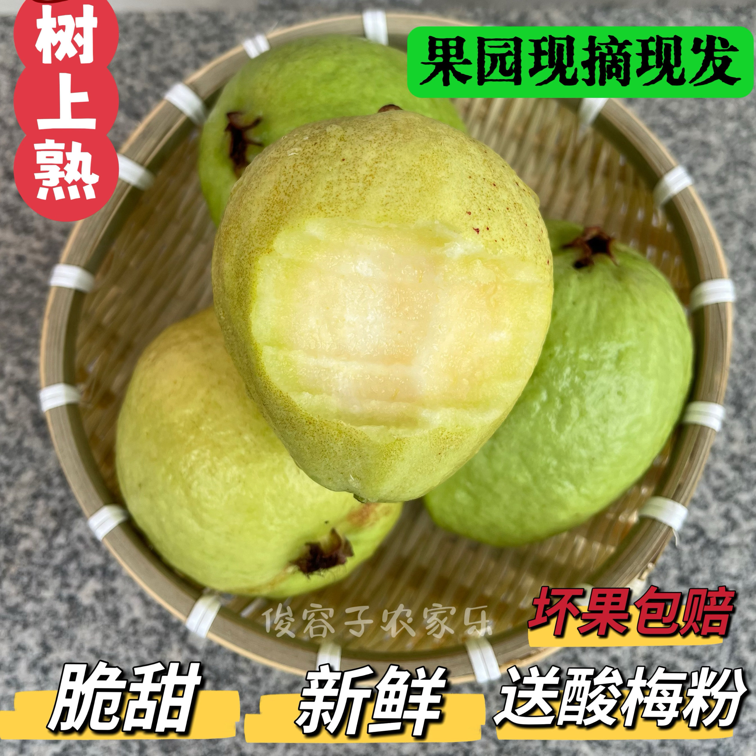 广西现摘现发白心芭乐脆甜爽口番石榴新鲜本地当季芭乐白心番石榴