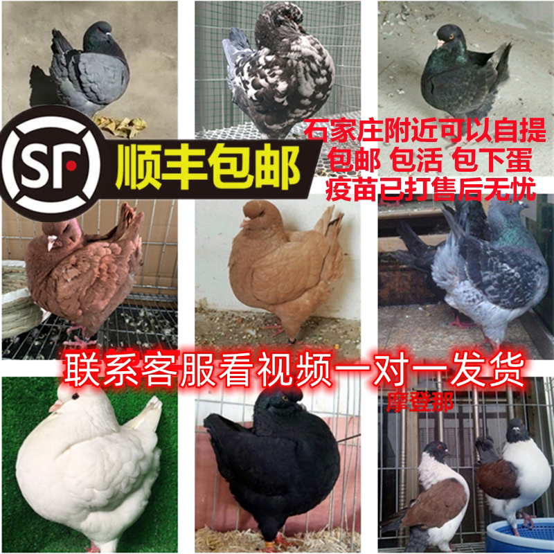 纯种元宝鸽大体鸽子巨型肉鸽特大鸟