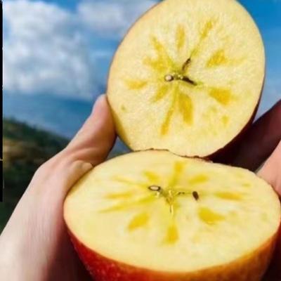 【坏果包赔】云南高原自家果园冰糖心丑苹果新鲜采摘、脆甜多汁