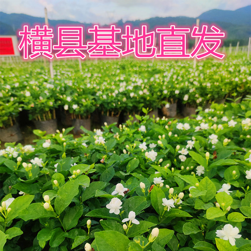 带花广西横县茉莉花盆栽花苗大苗庭院阳台木本植物四季芳香花卉