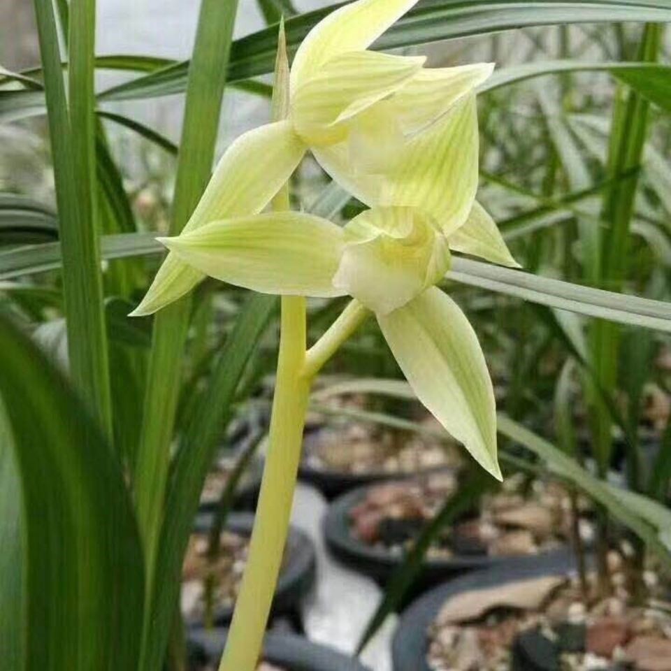 兰花苗花卉盆栽春剑 天鹅素 漏风漏雨自然栽培美观室内观赏盆景