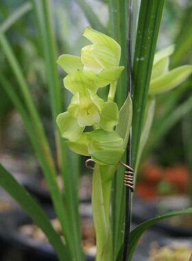 兰花苗 春剑【雨露】包邮四川自然养殖浓香绿植花卉园艺