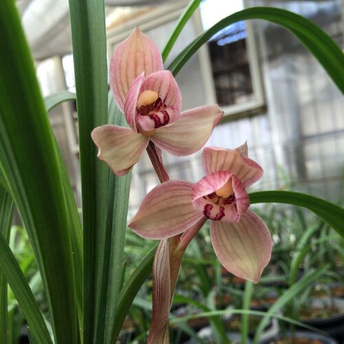 包邮 兰花苗客厅花卉阳台盆栽浓香老种兰花 春剑【金山红荷】