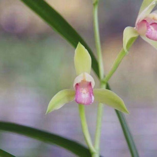 名贵兰花苗建兰四季兰老种红玉素浓香好养兰花清仓正品室内阳台