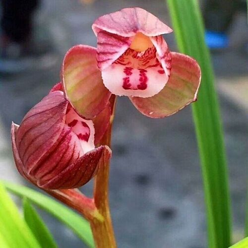 包邮 兰花苗客厅花卉阳台盆栽浓香老种兰花 春剑【罗荷瓣】