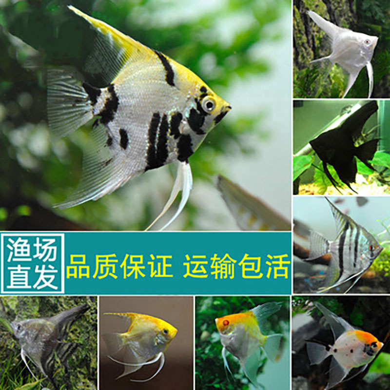 秘鲁七彩神仙鱼活体观赏鱼燕鱼秘鲁红头玻璃墨燕小型鱼苗套餐包邮