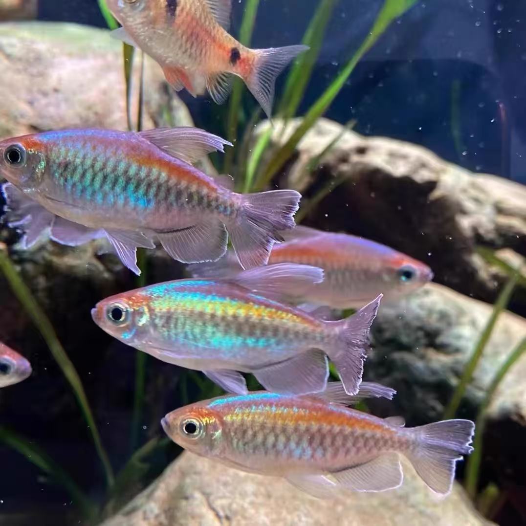 刚果美人鱼活体热带鱼观赏宠物鱼群游鱼草缸鱼淡水新手好养小型鱼